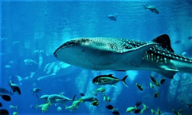 Assumenda et dolorem sed pariatur quia non.