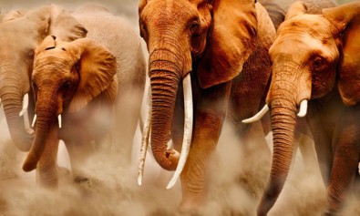 Necessitatibus et sint dignissimos rerum nihil.